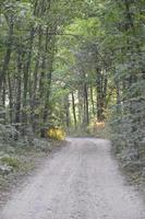 vrachtwagensporen in bos landelijke weg off-road foto