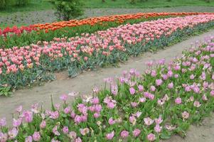 textuur van een veld met veelkleurige bloeiende tulpen foto
