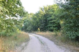 vrachtwagensporen in bos landelijke weg off-road foto