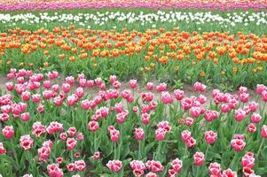 textuur van een veld met veelkleurige bloeiende tulpen foto