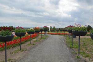 textuur van een veld met veelkleurige bloeiende tulpen foto