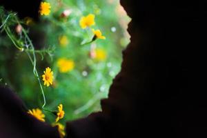 kleine gele sterbloemen foto