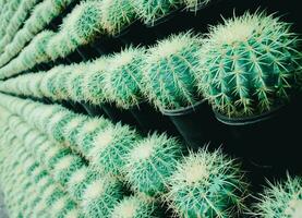 detailopname schot van cactussen in de tuin foto