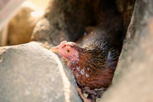 een volwassen vrouw vrije uitloop kip is houdende eieren foto