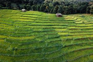 groene rijstvelden in het regenseizoen van bovenaf foto
