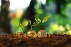 bitcoin groei, bitcoin munten op de grond en bladeren groeien. foto