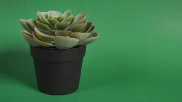kunstmatige cactusplanten of plastic of nepboom op groene achtergrond. foto