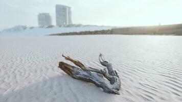 stuk van een oud wortel is aan het liegen in de zand van de strand foto