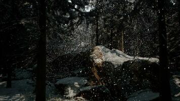 winterbos in de sneeuw foto