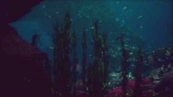 zee of oceaan onderwater- koraal rif foto
