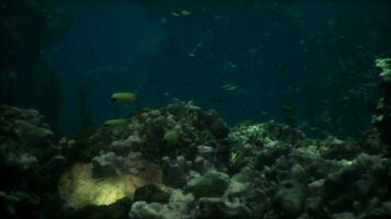 Ondiep oceaan verdieping met koraal rif en vis foto