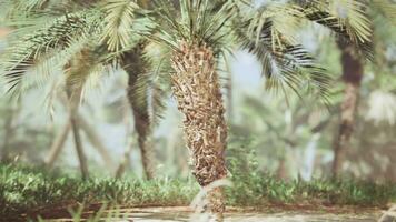 palm bladeren in de stralen van de dag zon foto