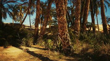 landschap van oase met palm bomen foto