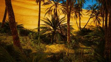 landschap van oase met palm bomen foto