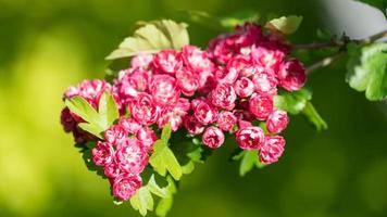 close-up roze bloemen bloeien. sotsji. Rusland. foto