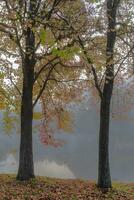 herfst gekleurde bladeren en groen bladeren Aan de bomen foto