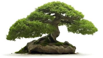 ai gegenereerd mooi bonsai fabriek in een steen brok looks natuurlijk met geïsoleerd Aan wit achtergrond. foto