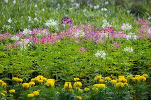 spin bloem ook weten net zo volantijnen kostbaar, is een forb een kruid is een niet houtachtig fabriek dat is niet een gras van de geslacht cleome. zijn looptijd is jaar- welke middelen het toenemen voor een seizoen enkel en alleen. foto