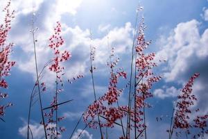 natal ruby gras bloemen in het felle zonlicht en pluizige wolken in de blauwe lucht foto
