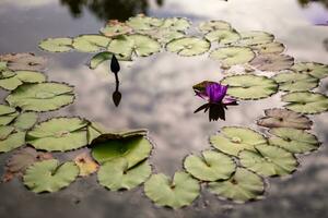 Purper lotus met lelie stootkussens foto