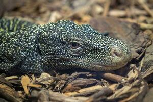 de krokodil monitor, varanus salvadorii. ook bekend net zo de Papoea monitor. foto