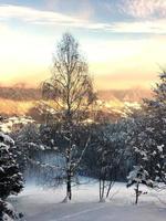 een hoge berkenboom in besneeuwd landschap op de italiaanse alpen foto