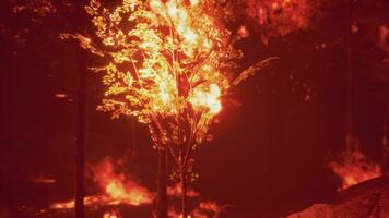 intens vlammen van een enorm Woud brand foto