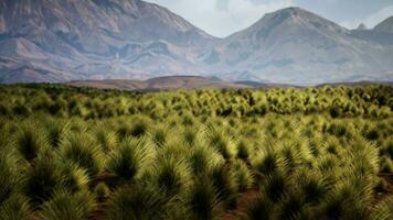de rotsachtig landschap van de Californisch mojave woestijn met groen struiken foto