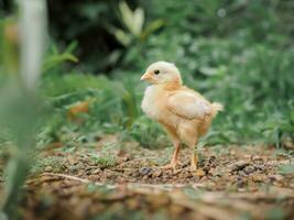 een kip baby in de tuin foto