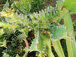 kandelaar-cactus plant, een waar cactus maar een sappig fabriek inheems naar zuidelijk Afrika, behoren naar de euphorbiaceae familie foto