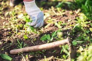 oud Mens handen ontwortelen onkruid in zijn tuin foto