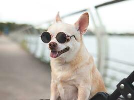 gelukkig bruin kort haar- chihuahua hond vervelend zonnebril staand in huisdier wandelwagen Aan wandelen manier hek door de meer, glimlachen en op zoek Bij camera. foto