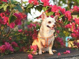 gelukkig en gezond bruin chihiahua hond zittend met roze bougainvillea bloemen met ochtend- zonlicht. foto