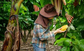 cacao boer gebruik snoeien scharen naar besnoeiing de cacao peulen of fruit rijp geel cacao van de cacao boom. oogst de agrarisch cacao bedrijf produceert. foto