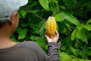 landbouw geel rijp cacao peulen in de handen van een jongen boer, geoogst in een cacao plantage foto