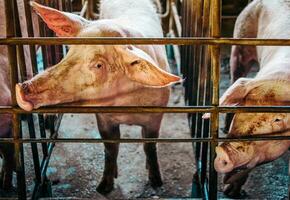 detailopname van varken in stal, varken fokken boerderij in kooi varkens bedrijf in netjes.groot varken Aan een boerderij in een varkensstal, jong groot huiselijk varken Bij dier boerderij foto