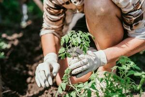 aanplant tomaat zaailingen met de handen van een voorzichtig boer in hun tuin foto