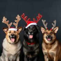 ai gegenereerd schattig hond schor wolf puppy met Kerstmis geschenk dozen concept foto poster vrolijk Cadeau rood nieuw jaar