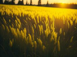 ai gegenereerd abstract zacht focus zonsondergang veld- landschap van geel bloemen en gras weide warm gouden uur zonsondergang zonsopkomst tijd. rustig voorjaar zomer natuur detailopname en wazig Woud achtergrond. foto