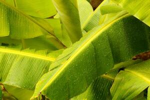 tropisch banaan boom bladeren met water druppels foto