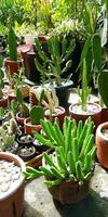 cactus en sappig tuin foto