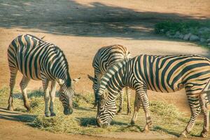 3 zebra's staand in de zon aan het eten een boom foto