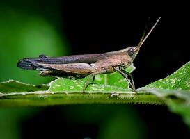 mooi libellen in natuur, natuur beelden, schoonheid in natuur, frisheid, fotografie foto