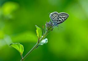 mooi vlinder in natuur, natuur beelden, schoonheid in natuur, frisheid, fotografie foto