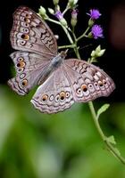 mooi vlinder in natuur, natuur beelden, schoonheid in natuur, frisheid, fotografie foto