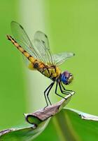 mooi libellen in natuur, natuur beelden, schoonheid in natuur, frisheid, fotografie foto