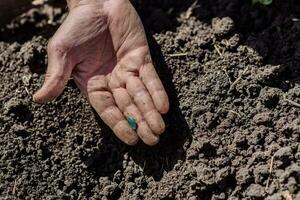 een ouderen Mens aanplant zaden in de tuin foto