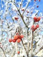 sneeuw gedekt takken van rood berg as Aan een verkoudheid winter dag. foto