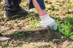 oud Mens handen ontwortelen onkruid in zijn tuin foto