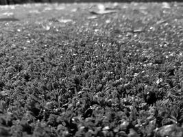 zwart en wit gras achtergrond dichtbij visie, grijswaarden gras foto